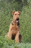 AIREDALE TERRIER 154